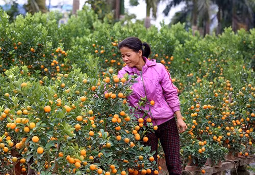 Tuy nhiên, nhiều người dân Tứ Liên lạc quan: "Mất mùa, được giá", mong những cây quất còn đẹp sẽ bán được giá cao vào dịp Tết.