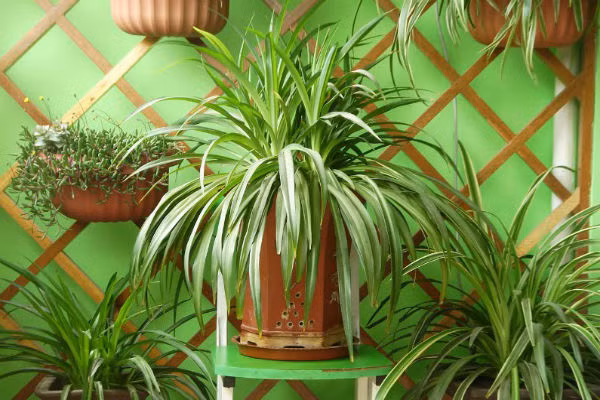 Trong nhà bạn có thể trồng một số loại cây để chiêu nạp vận đào hoa. Cây xanh trong nhà không những cải tạo được môi trường sống trong lành, tăng thẩm mỹ cho ngôi nhà bạn, mà còn giúp khăng khít tiến triển mặt tình bạn, tình yêu cho chủ nhân. 