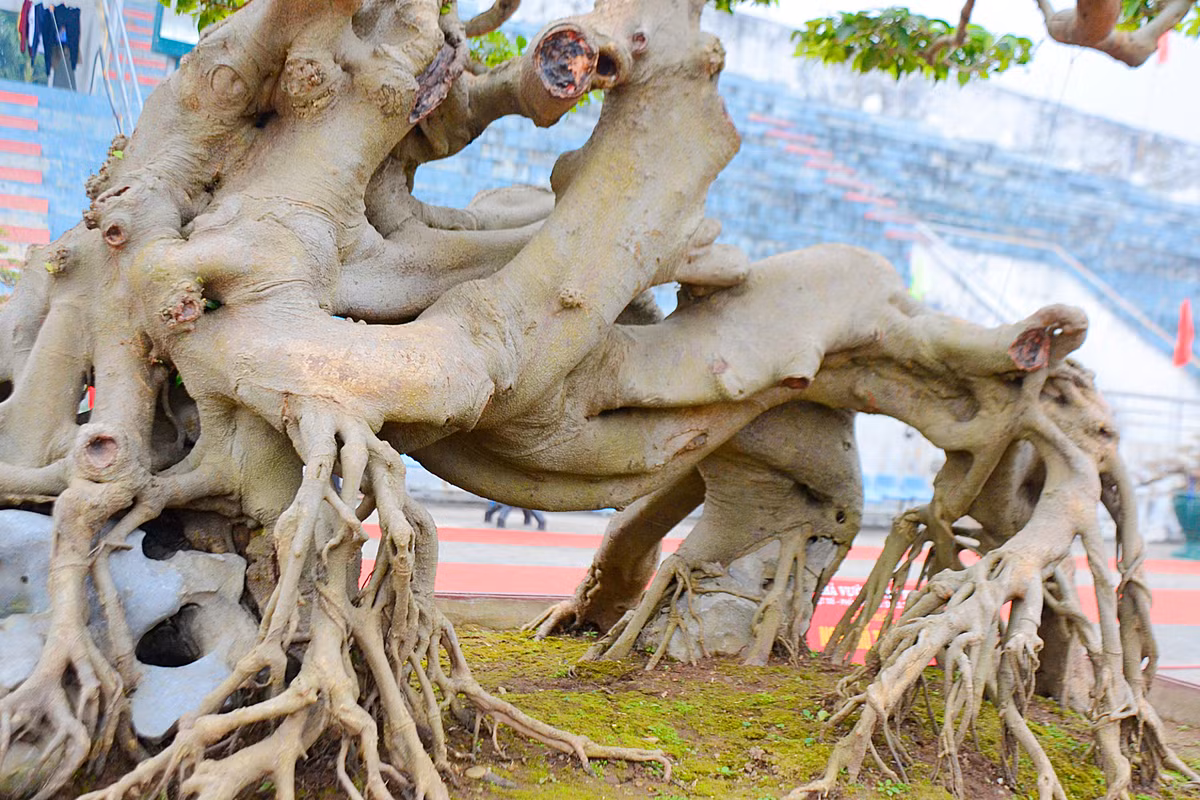 Lần đầu tiên nhìn thấy cây, chủ nhà vườn cho biết ông cứ ngẩn người ra vì dáng cây quá đẹp và phải có duyên, may mắn lắm ông mới mua được.