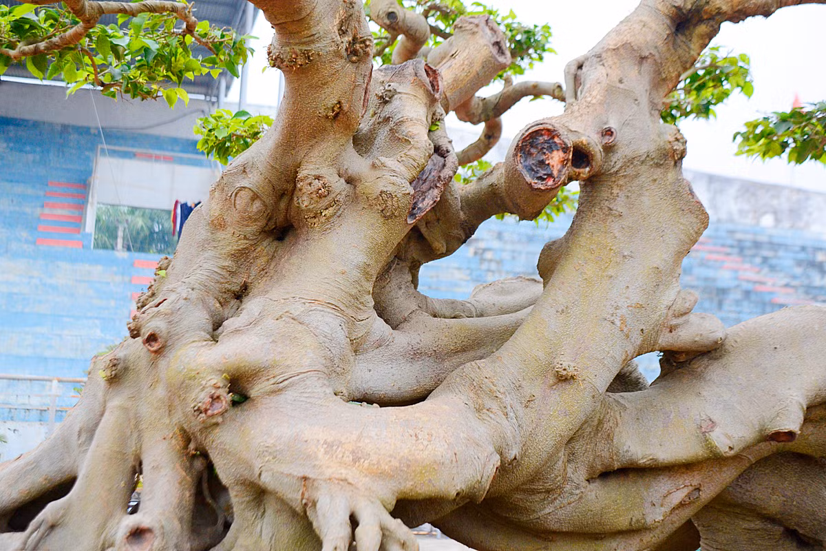 Cây có tuổi đời 300 năm, do bàn tay thiên nhiên tạo ra nên theo chủ vườn khó có cây thứ 2 như vậy.