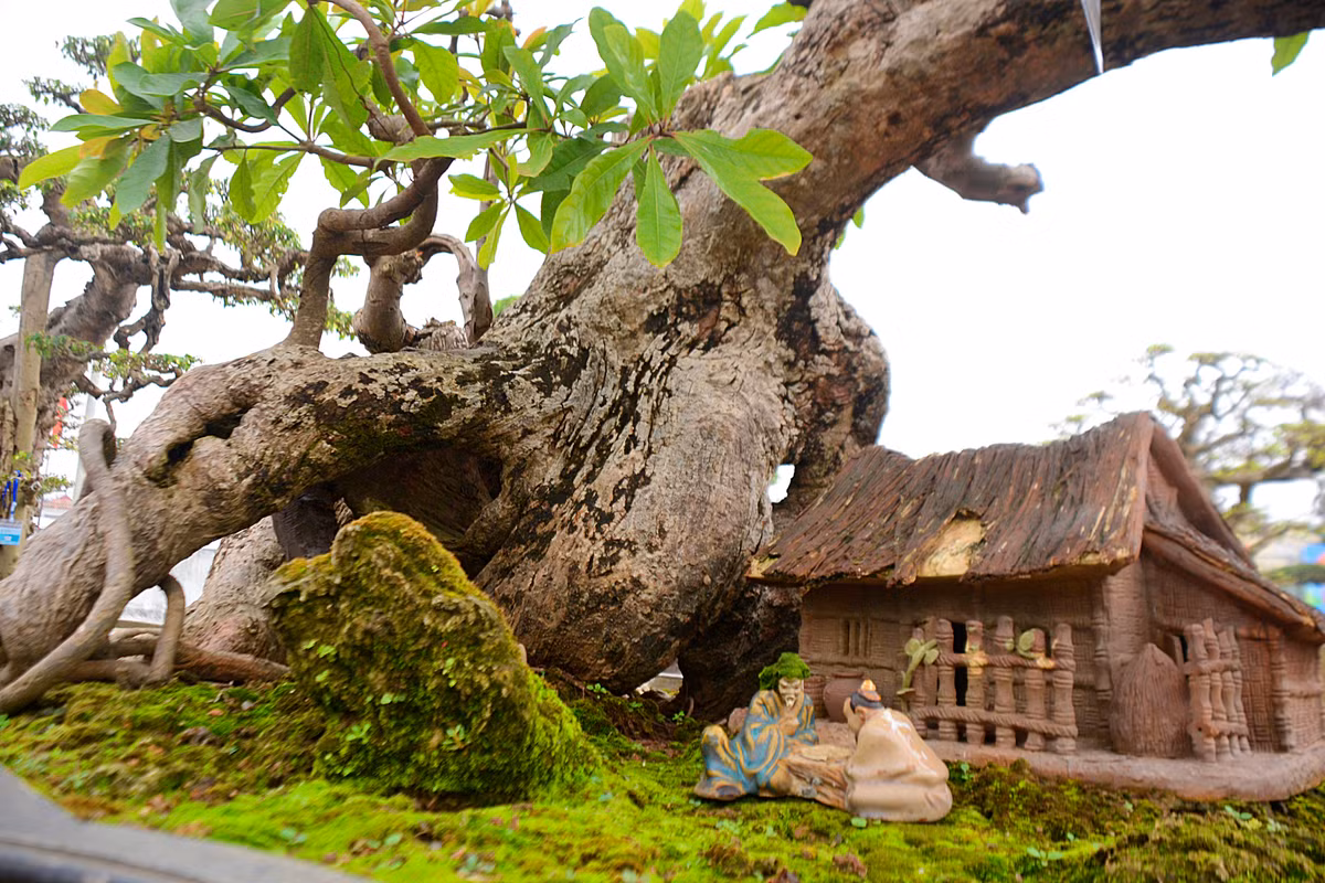 Phần gốc cây sần sùi, già nua nhưng vẫn cho lá tươi, non rất đẹp.
