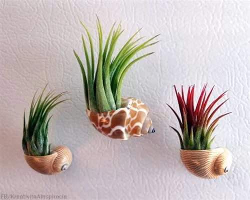 Loại loại cây cảnh này rất thích hợp trang trí không gian các quán cafe, nhà hàng... Ảnh: Air Plant Shop.Com.