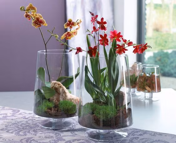 Hình ảnh những bông hoa lan đủ màu sắc dịu dàng được trồng trong những lọ thủy tinh mỏng manh khiến chị em công sở vô cùng thích thú, đua nhau mua về trồng để trang trí bàn làm việc. Ảnh: blooms.de.