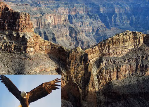 Một dãy núi trong Công viên quốc gia Grand Canyon, Arizona (Mỹ) có hình dáng hùng vĩ y hệt như một con đại bàng – biểu tượng của nước Mỹ. Khối đá tự nhiên này tự khoác lên mình dung mạo sống động của một loài động vật.