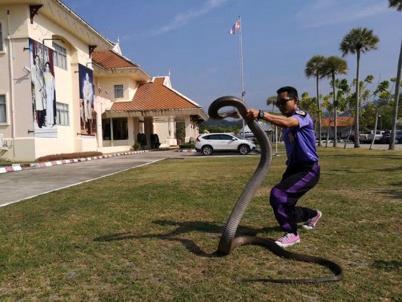 Con rắn hổ mang chúa này nặng khoảng 20 kg dài gần 5 mét. Rắn hổ mang chúa là một trong những loài rắn độc dài nhất thế giới, với chiều dài tối đa ghi nhận được trong tự nhiên là 7 mét, cân nặng tối đa lên đến 30 kg. Rắn hổ mang chúa có khả năng giáng một vết cắn tử vong cho nạn nhân. Nọc độc tấn công hệ thần kinh trung ương của nạn nhân, dẫn đến đau nhức, mờ mắt, chóng mặt, buồn ngủ và cuối cùng tê liệt.