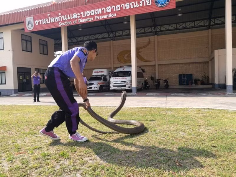 Sutee Naewhart, 37 tuổi, người tìm thấy con rắn hổ mang chúa và khéo léo kéo rắn ra khỏi nơi ẩn nấp. Đầu tiên Sutee Naewhart tóm chắc đuôi rắn, nó cố gắng vùng vẫy chạy trốn nhưng khoảng 20 phút, Sutee Naewhart đã kiểm soát được con rắn.