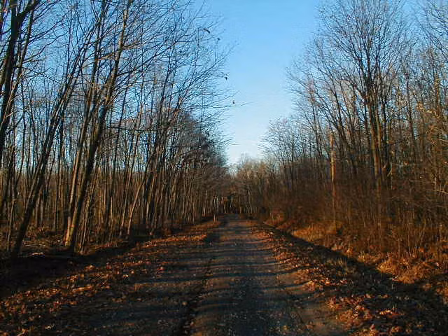 Theo Insdier, Nam Hướng Đạo (Boy Scouts Lane) ở Stevens Point, bang Wisconsin, là một trong những con đường "ma ám" nhất nước Mỹ. Sở dĩ con đường này được đặt tên như vậy vì nó thuộc sở hữu của Hội Nam Hướng đạo Mỹ. Nhiều câu chuyện đã được "thêu dệt" về đường Boy Scouts như cái chết bí ẩn của những hướng đạo sinh. Một số người kể lại rằng họ thấy những bóng đen kỳ lạ và cả những vết tay bí ẩn trên các thân cây dọc con đường. Nguồn ảnh: Wikipedia.