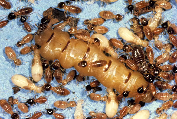 Mọt gỗ Grub witchetty (sâu bướm). Những con mọt màu trắng này khá lớn, chuyên ăn gỗ hoặc rễ cây witchetty (có ở Australia) đã trở thành nguồn thực phẩm ăn vặt ngon, bổ rẻ mà dân bản địa nước Australia yêu thích.