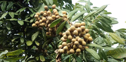 Nhãn là loại quả phổ biến ở nước ta trong mùa hè. Nhãn có vị thơm ngọt, và rất tốt cho sức khỏe. Mới vào đầu mùa song trên thị trường đã xuất hiện khá nhiều loại khác nhau. Để mua được những trái nhãn ngọt, tươi, không chất bảo quản, các bà nội trợ nên biết một số mẹo chọn nhãn ngon dưới đây. Ảnh: nhanlonghungyen