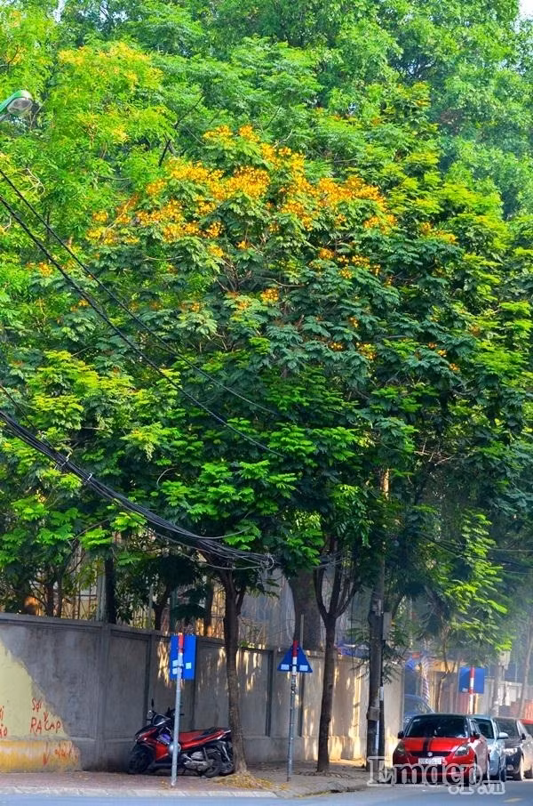 Pho phuong Ha Noi mong mo phuong do, vuong van diep vang-Hinh-5