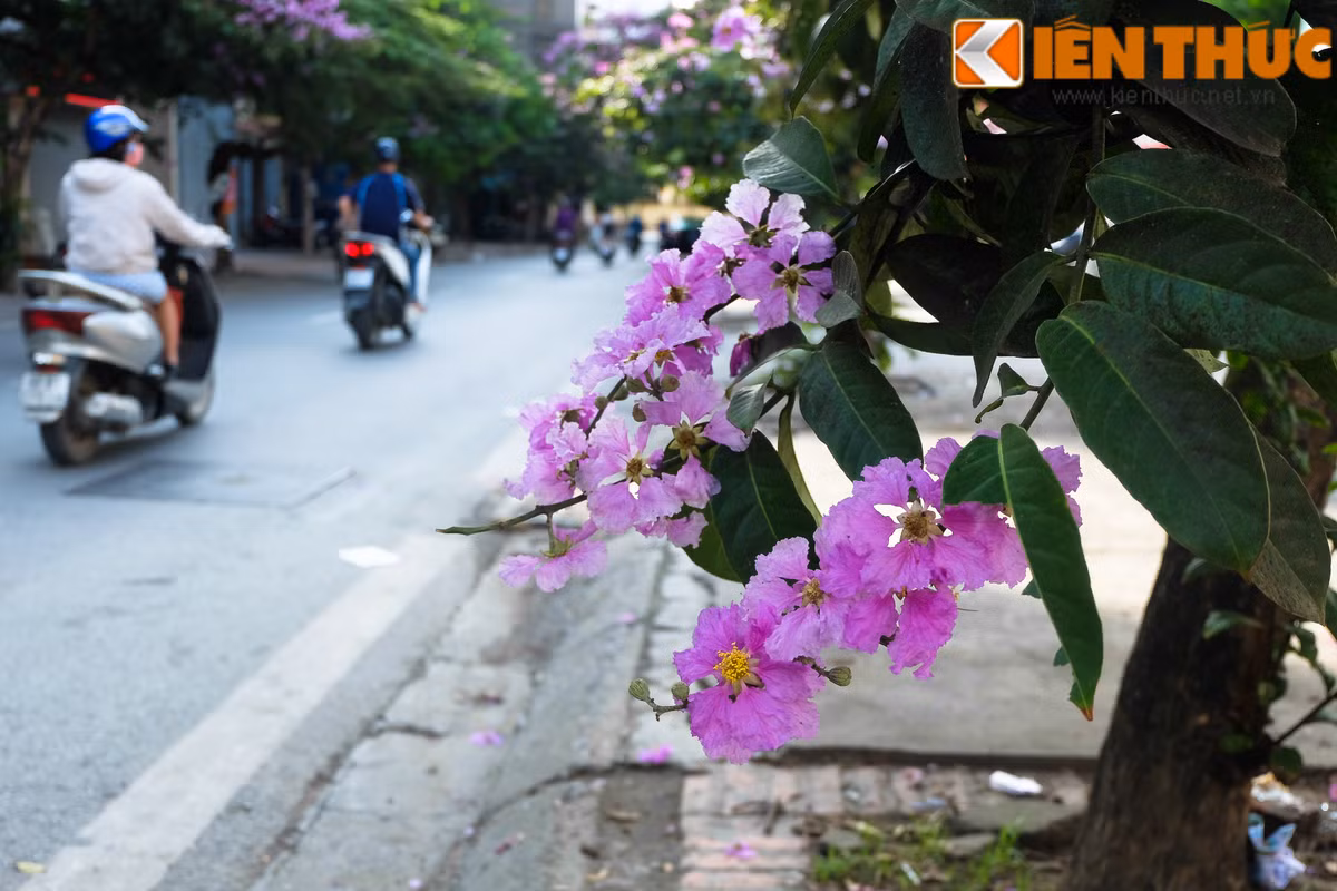 Chỉ vài ngày thôi, sau khi bung hết sức sống căng tràn, những cánh hoa bằng lăng sẽ phai màu và rụng.