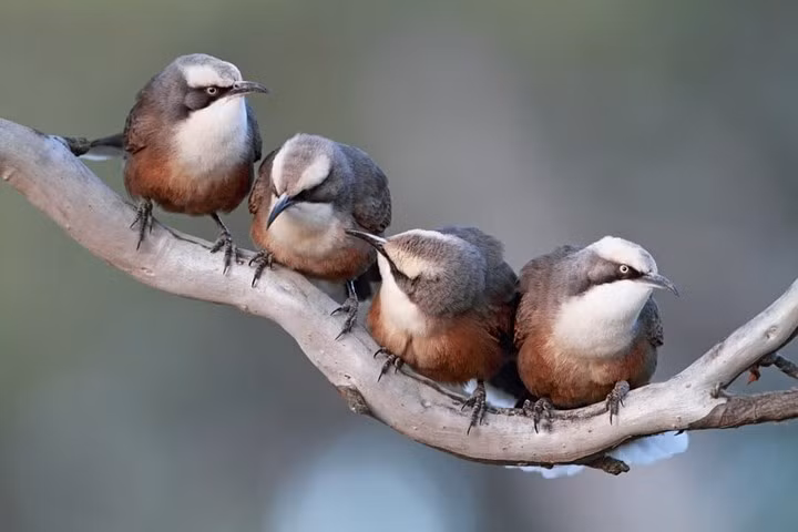 Chim hét grey-crowned là loài chim có tiếng hót rất đặc trưng "ya-hoo".