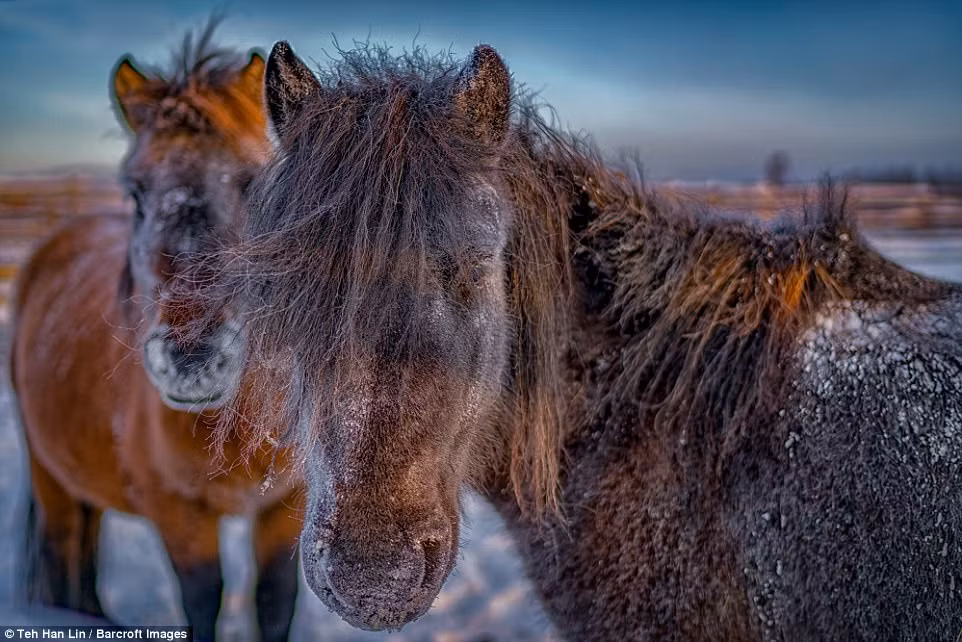 Tại Siberia, tộc người Yakut vẫn sinh hoạt như bình thường với sự trợ giúp đắc lực của loài siêu ngựa quý hiếm mà người ta vẫn thường gọi là siêu ngựa Yakut.