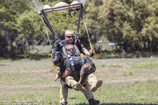 Arrow và người điều khiển tiếp đất thành công sau khi nhảy dù. Ảnh: K9 Security Canine Training Academy