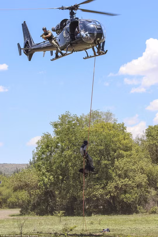 Ảnh: K9 Security Canine Training Academy