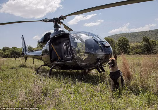 Ảnh: K9 Security Canine Training Academy