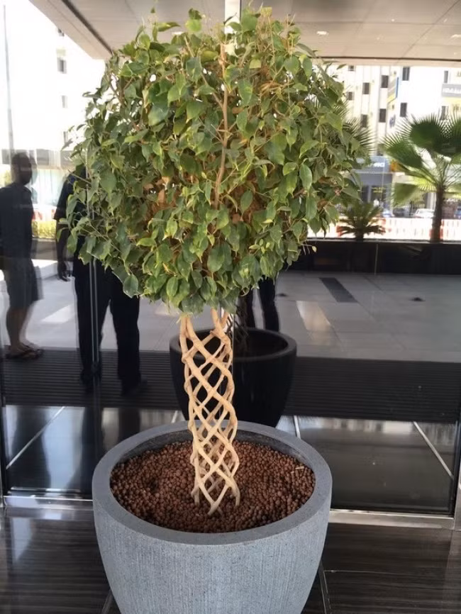Thân cây đẹp nhất từng thấy