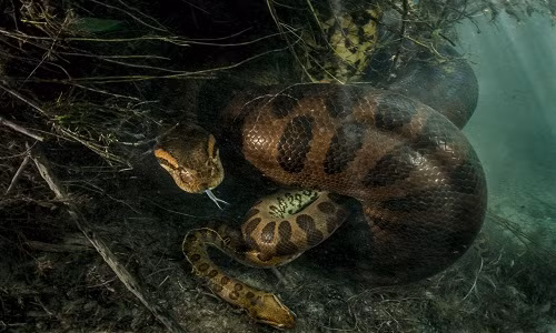 Trăn Anaconda cái dài 7 mét ăn thịt bạn tình trong đầm lầy Brazil.