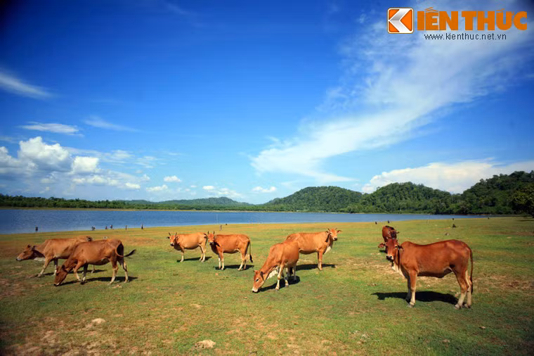 Các thảm cỏ xanh ven hồ là nơi những đàn bò đến gặm cỏ, uống nước trong khung cảnh thanh bình của miền đất Tây Nguyên.