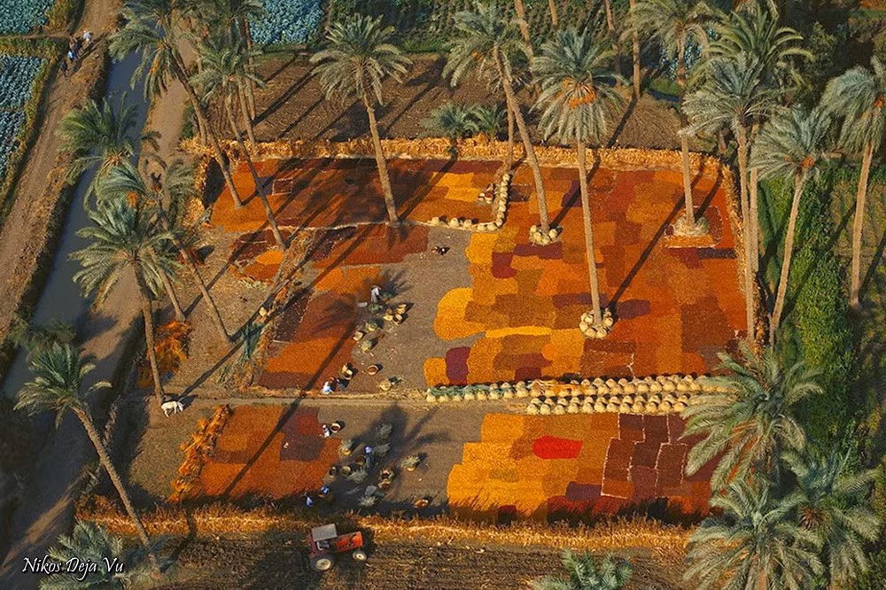 Sấy nông sản ở thung lũng sông Nile, phía Nam Cairo, Ai Cập.