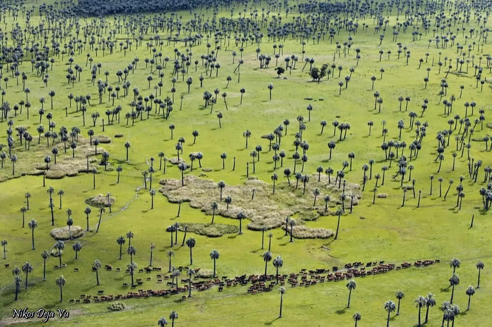 Đàn bò đi qua thảo nguyên với những cây cọ mọc rải rác gần Laguna Negra, phía Đông Uruguay.