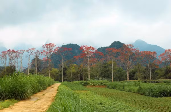Xã Tam Sơn (huyện Anh Sơn) được xem là nơi có nhiều cây hoa gạo nhất và thường mọc ở ven bờ sông Lam. Thời điểm này có đến hàng chục cây đua nhau khoe sắc. (Ảnh- Rạng Đông). 