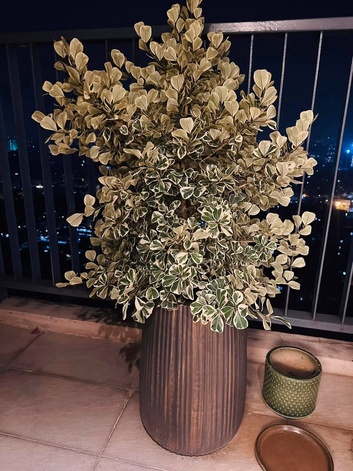 Ngoài hoa giấy còn có cây hạnh phúc, cây vạn lộc, cây trúc nhật, cây đa tam phúc...