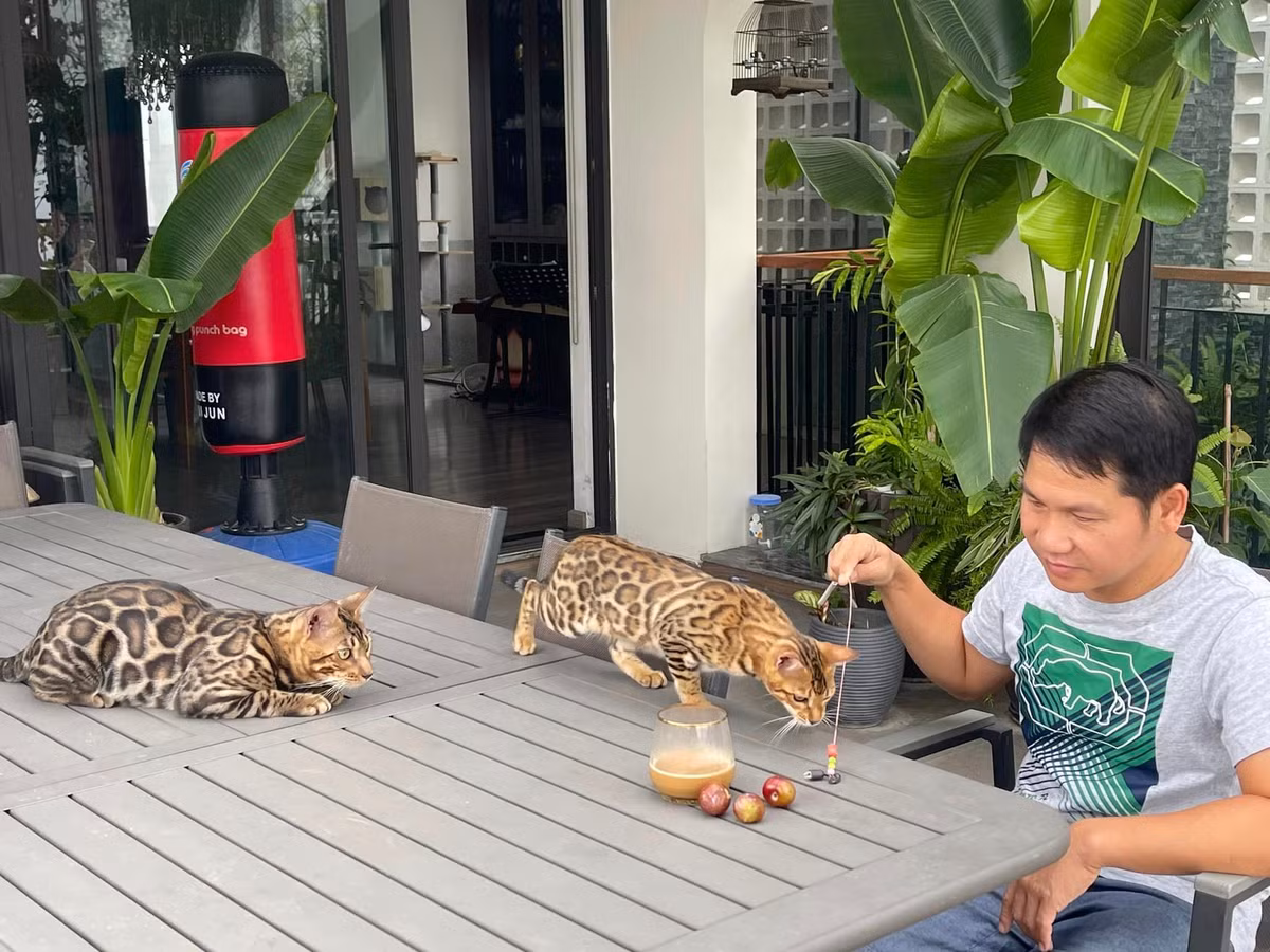 Nam ca sĩ đặc biệt yêu thích những chú mèo Bengal.
