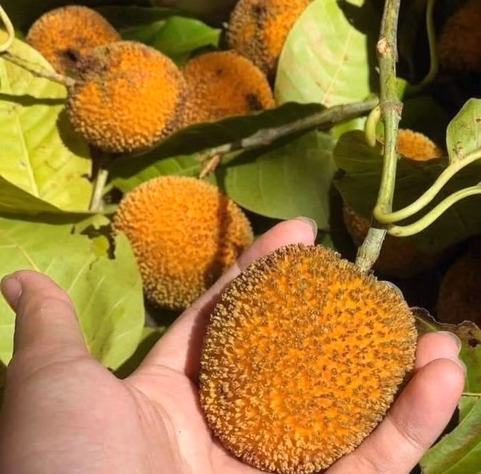 Giờ đây, loại quả dại này "lên đời" thành đặc sản lạ ở thành phố, giá từ 100.000 - 120.000 đồng/kg trên chợ mạng. Ảnh: Facebook