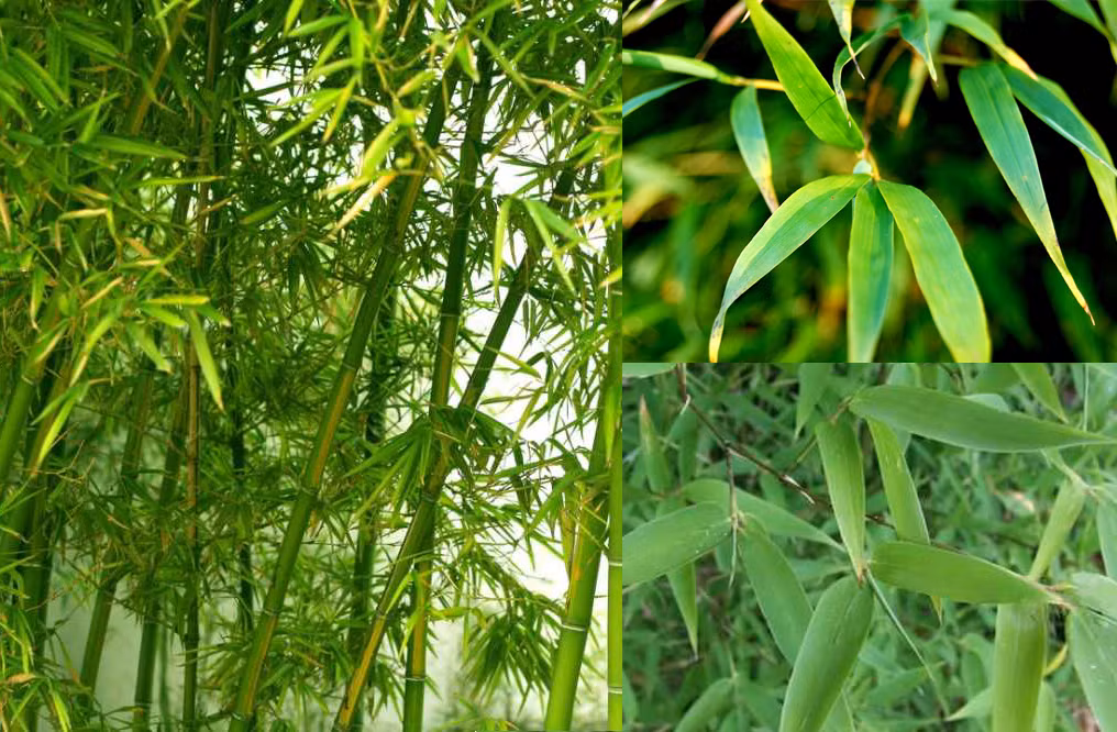 Tre là loại cây quen thuộc ở làng quê Việt Nam. Thân tre có thể dùng làm nhà, đan lát hoặc lấy măng chế biến thực phẩm. Lá tre không được ưa chuộng, thường rụng đầy gốc. Ảnh: Internet