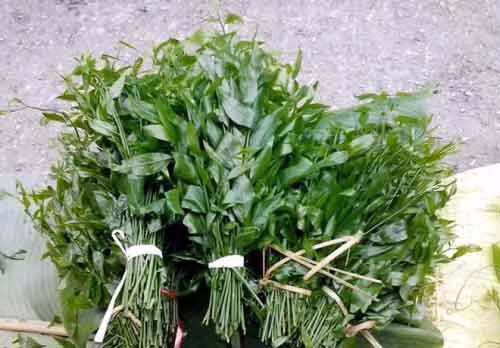 Rau sắng (ngót rừng) phần lớn chỉ xuất hiện ở các tỉnh thành vùng núi cao miền Bắc như Cao Bằng, Lạng Sơn, Lào Cai...Phần rau để ăn được thực chất là lá non của cây. Ảnh: Internet