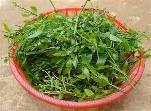 Thân cây ngót rừng cao đến vài mét, muốn hái được thì người thu hoạch phải trèo lên rất nguy hiểm. Ảnh: Internet