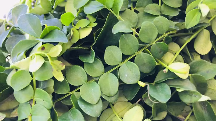 Sau thời gian thu hoạch, mỗi tuần cắt 1 lần. Theo đó, trong suốt 1 năm có thể thu về 3 tấn lá khô/năm. Ảnh: Dân Việt