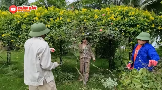 Giàn thiên lý tốt um, vàng ruộm nổi bật ở giữa vườn. Ảnh chụp màn hình