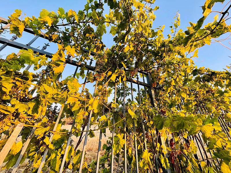 Không chỉ trang trí nhà, Thủy Tiên còn trồng vườn nho rộng xung quanh biệt thự ở Mỹ.