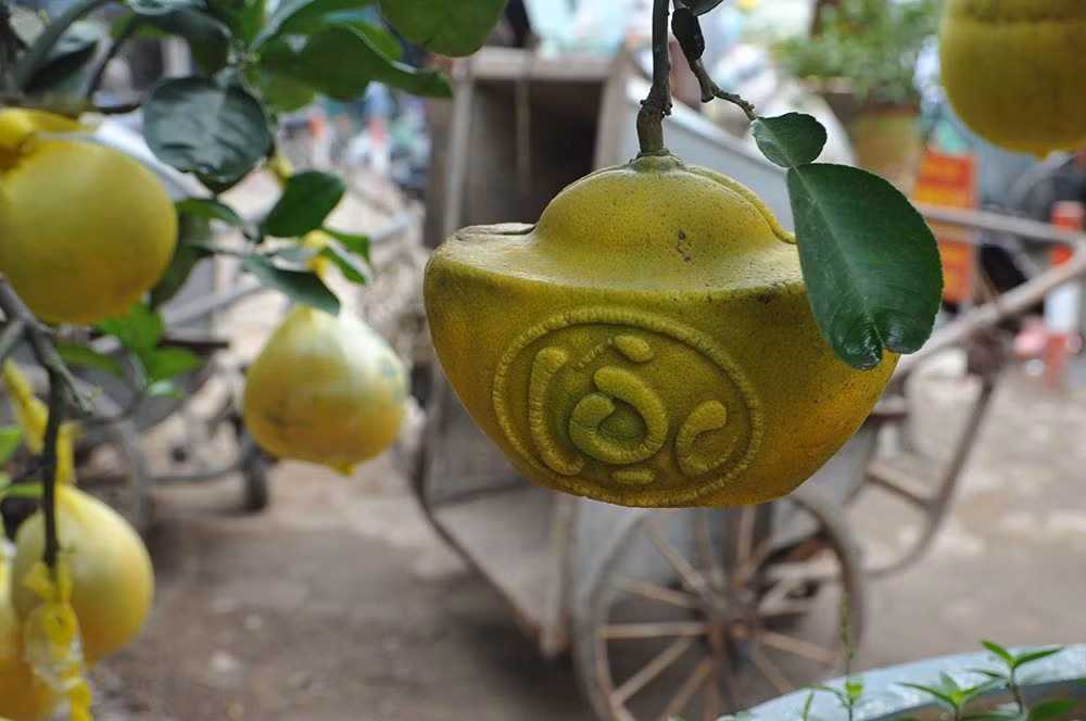 Bưởi tạo hình thỏi vàng và khắc chữ tài lộc có thể mua về trưng trên ban thờ, hoặc dùng để biếu tặng người thân với ý nghĩa may mắn và tài lộc trong năm mới. Ảnh: Baotainguyenmoitruong.