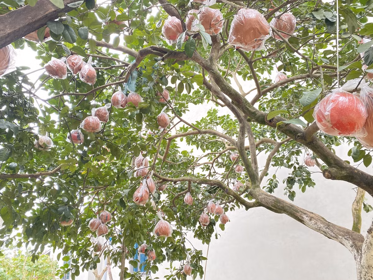 Tại Thôn Đông Cao (xã Tráng Việt, huyện Mê Linh, Hà Nội), nơi đang lưu giữ giống bưởi đỏ quý hiếm, những trái bưởi tiến vua gần như "cháy hàng". Ảnh: Người đưa tin