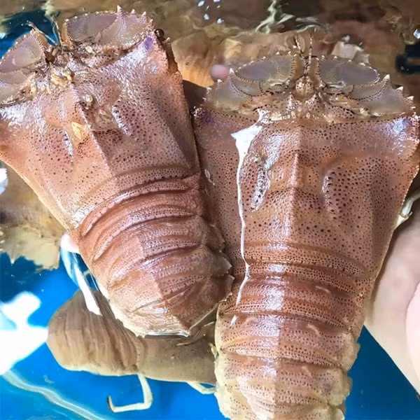 Ban ngày, tôm mũ ni vùi mình dưới đáy cát hoặc ẩn náu trong các hang hốc, đêm mới bơi ra ngoài kiếm mồi. Vì thế, ban đêm người dân mới có thể lặn bắt hoặc chúng tự sa lưới. Ảnh: Haisan24h
