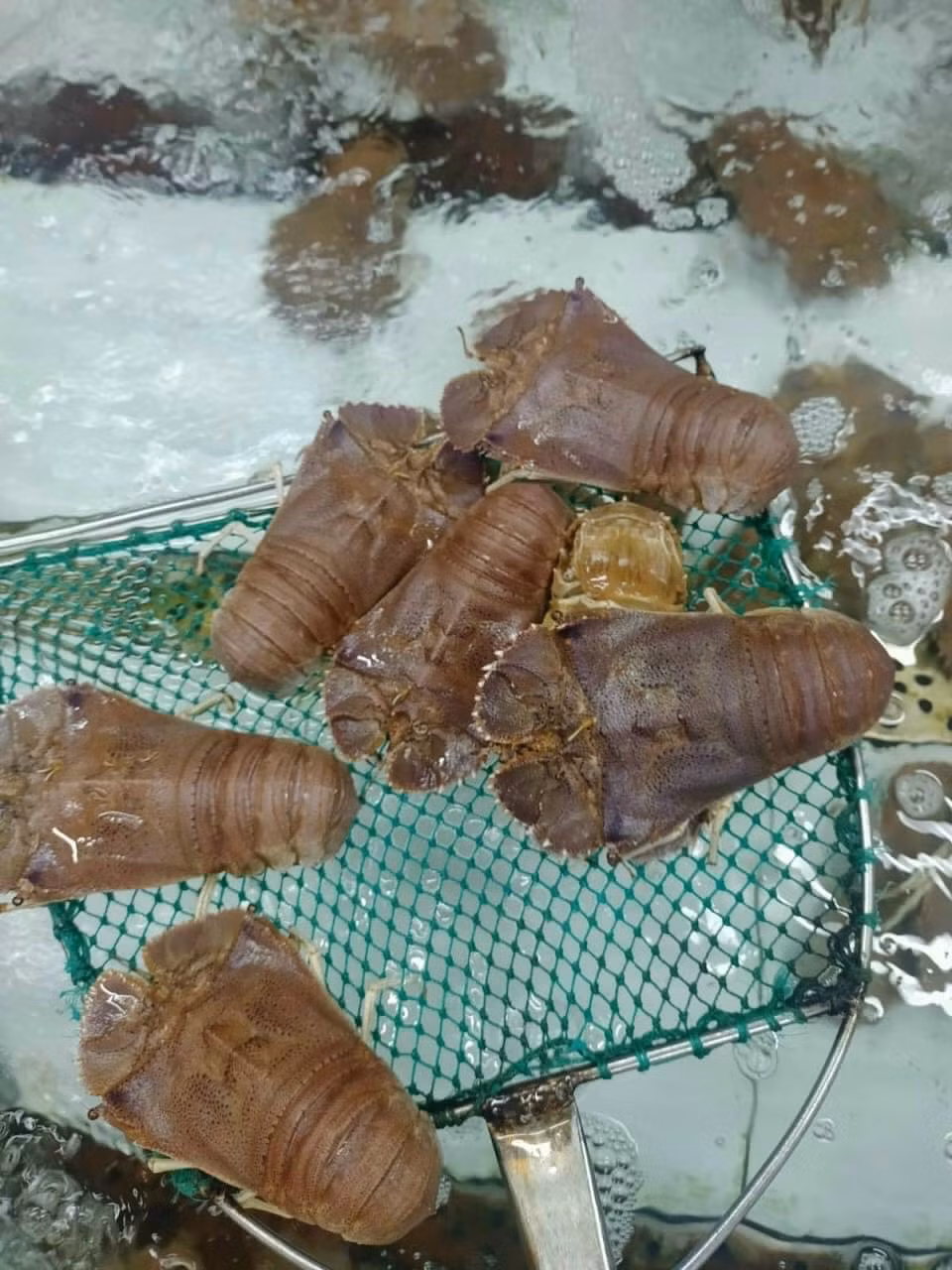 Tôm mũ ni đỏ giá hơn 2 triệu đồng/kg, loại từ 1-3kg/con giá lên tới 3,5 triệu đồng/kg. Trong khi đó, tôm mũ ni trắng có giá 600.000-700.000 đồng/kg. Ảnh: Facebook
