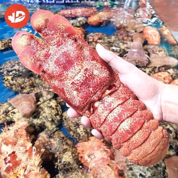 Tôm mũ ni đỏ có giá "trên trời" bởi đây là dòng hải sản quý hiếm, chỉ có ở một số vùng biển có nhiều san hô và chỉ có vào mùa từ tháng 4-7. Ảnh: Haisan Mr.D