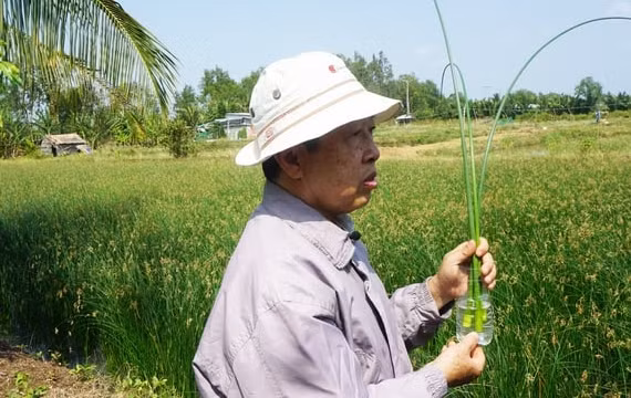 Những năm gần đây, nhiều nông dân Đồng bằng sông Cửu Long có thêm thu nhập từ việc trồng, cắt, phơi, làm sản phẩm mỹ nghệ xuất khẩu từ cỏ năn tượng. Ảnh: Nông nghiệp