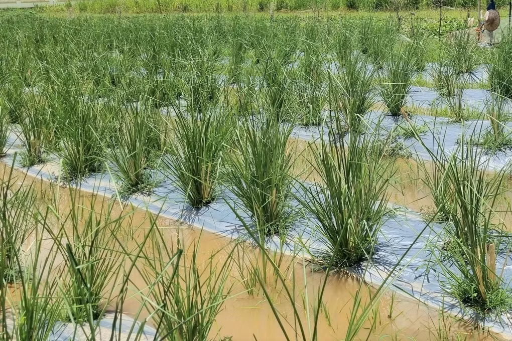 Biết về loại cỏ Vetiver trong một cuộc hội thảo, anh Thao tìm mua giống, đưa về quê trồng. Không ngờ, loại cỏ lạ này giúp anh tạo dựng cơ nghiệp, mỗi tháng thu về hàng chục triệu đồng. Ảnh: Dân trí