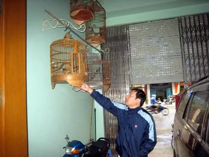 Phía trước nhà, "Táo kinh tế" treo khá nhiều lồng chim. Ảnh: Internet