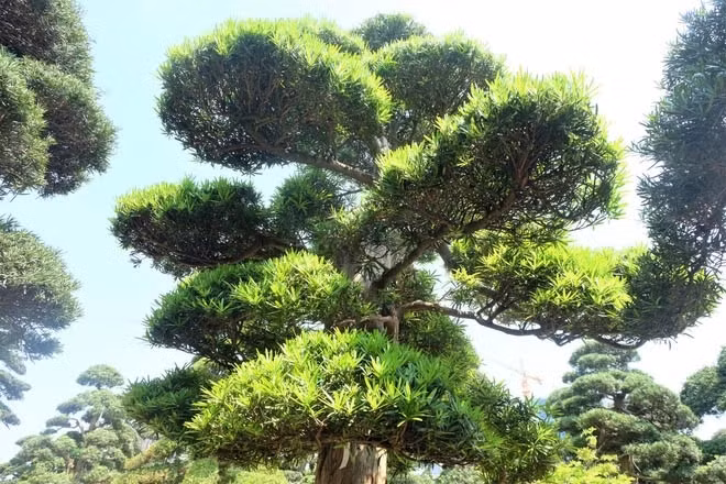 Các cây tùng cao lớn đều được tạo dáng, cắt tỉa tán lá và chăm sóc cẩn thận. Ảnh: Dân Việt