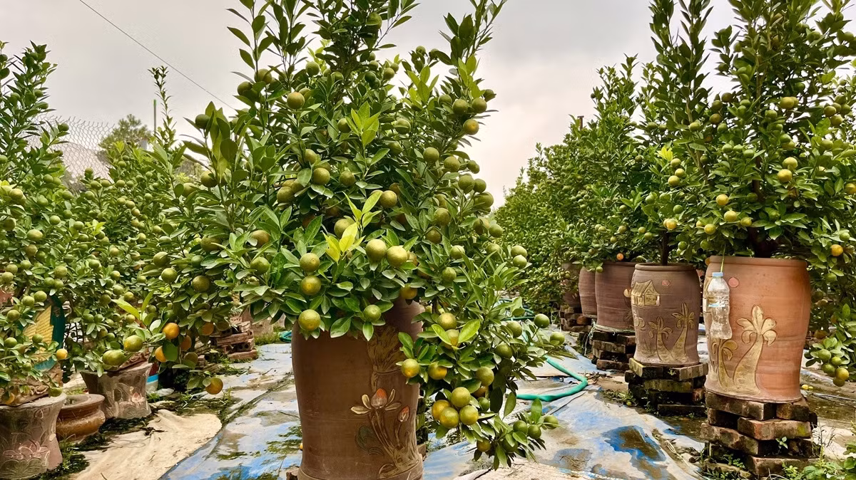 Mỗi nhà vườn rộng cả nghìn mét vuông, số lượng gốc quất khoảng vài trăm đến cả nghìn cây. Ảnh: Thiennhienmoitruong