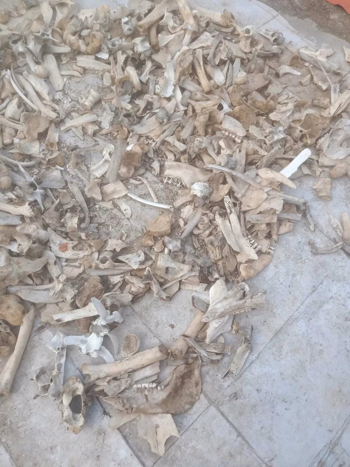 Theo thông tin trên Nông thôn Việt, xương động vật đang được thương lái thu mua tại Sơn La, chưa có điểm thu mua tại Hà Nội. Giá thu mua xương động vật dao động từ 2.000 – 2.500 đồng/kg. Ảnh: Nông thôn Việt
