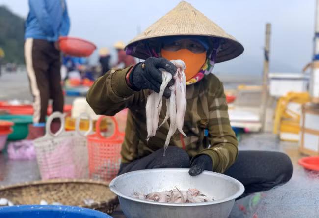 Cá cháo đắt hàng nên thương lái phải cạnh tranh trả giá để mua được nhiều hơn. Cá cháo được thương lái thu mua ngay tại bến từ 70.000 - 120.000 đồng/kg tùy loại. Ảnh: Baophunu