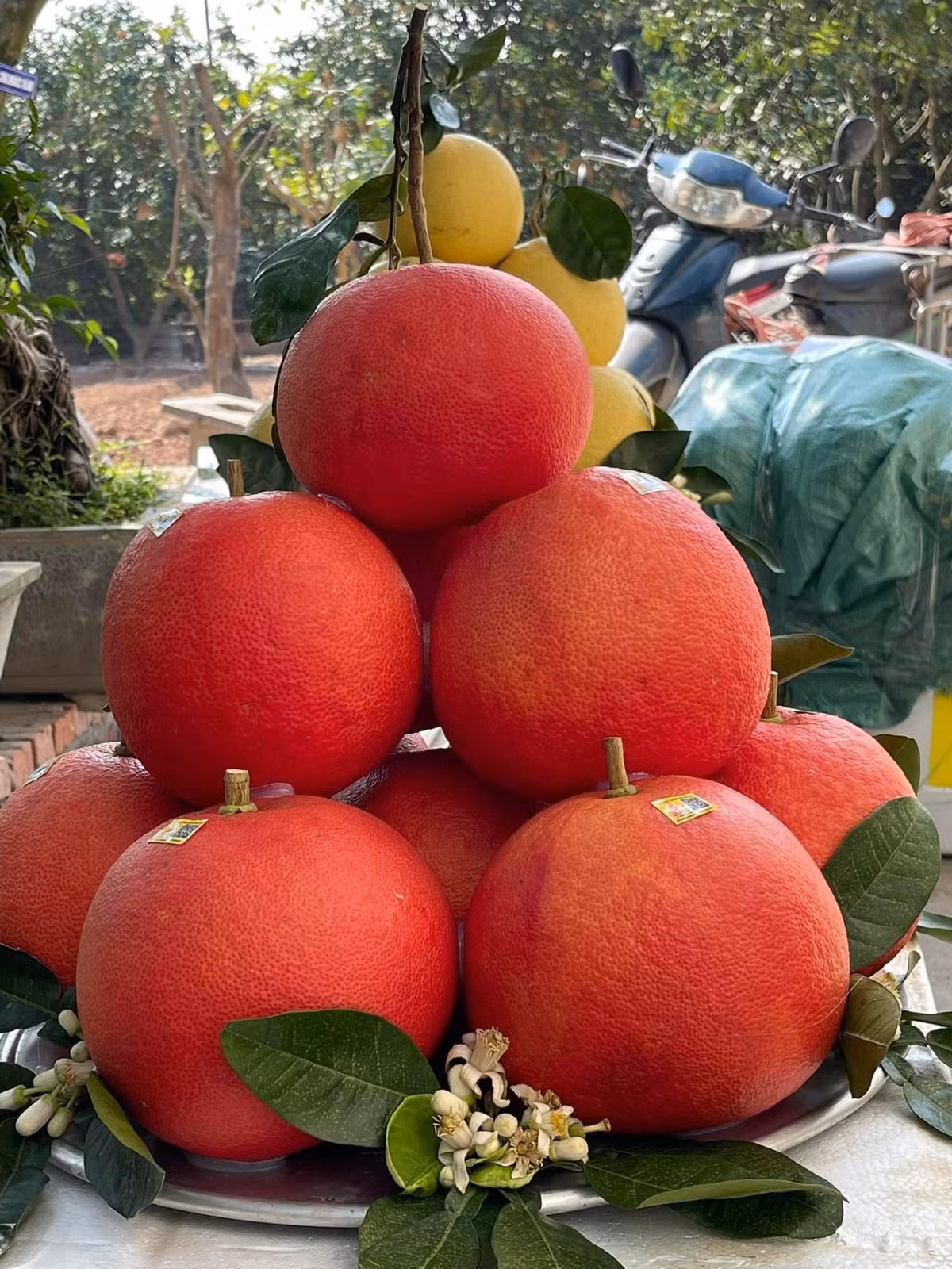 Bưởi đỏ được thu hoạch đúng dịp Tết, lại có màu sắc đỏ - biểu tượng của sự may mắn nên được khách hàng chọn mua về dâng tổ tiên dịp Tết. Ảnh: Facebook