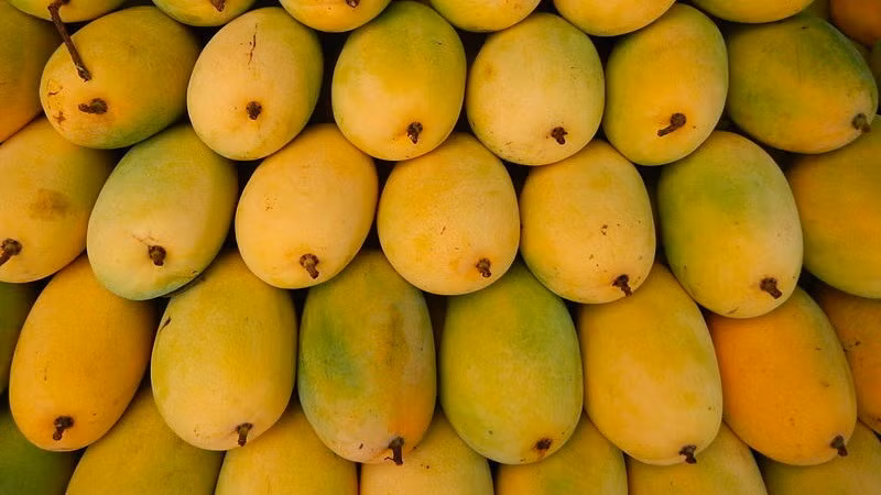 Tuy nhiên, cũng có thời điểm, giá xoài cát Hòa Lộc rẻ, từ 25.000 - 40.000 đồng/kg tại các khu chợ. Ảnh: Bachhoaxanh