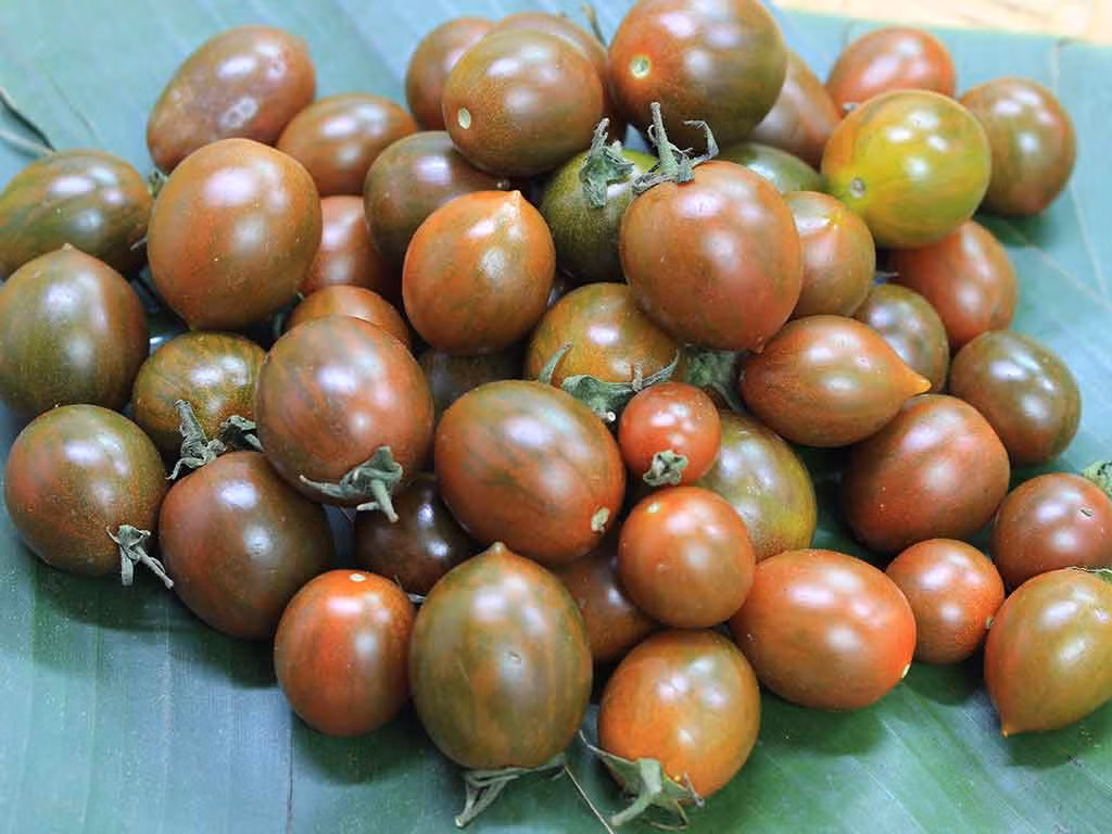 Cà chua socola có kích thước nhỏ hơn nhiều so với các loại cà chua thông thường, đường kính trung bình chỉ khoảng 1.5 cm. Ảnh: Farm24